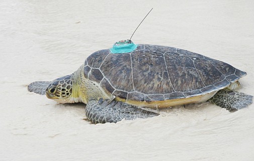 Venti Anni takes off in Tour de Turtles race