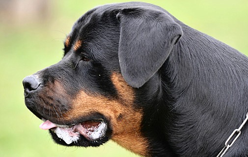 Rottweiler to be destroyed after teen attack (Update)