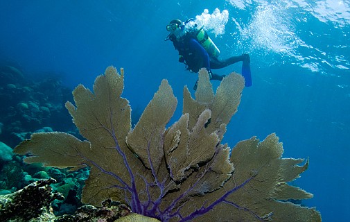 Want to help with reef  research? You can still sign up