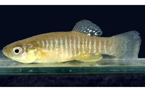 Possible third species of rare Bda fish discovered