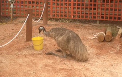 A thirsty emu dropped by. That’s normal, right?