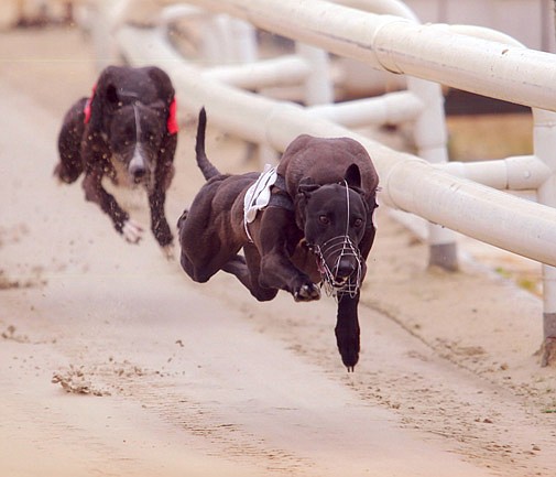 My dog’s so fast she’d break our speed limit!