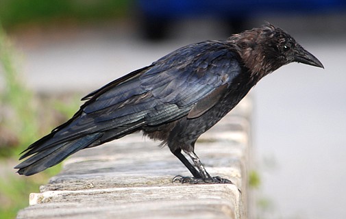 Are crows threatening our longtails?