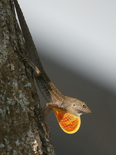 Stowaway lizards could threaten our skink