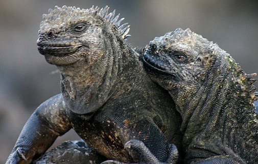 From marine iguanas to snakes - Bda’s unusual tourists