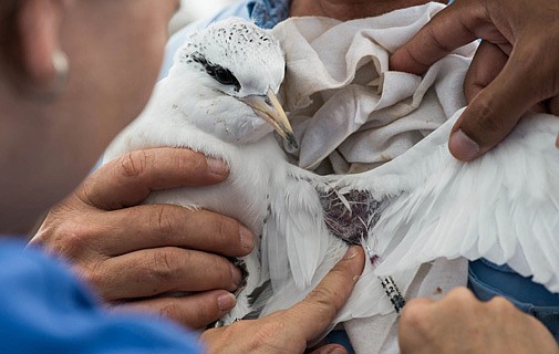 First genetic tests done on Bermuda longtails