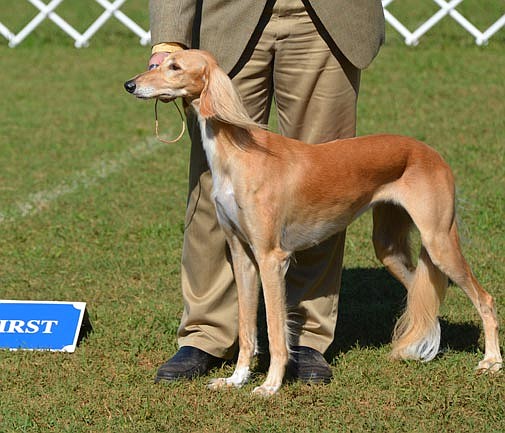 Top dog qualifies for prestigious Crufts