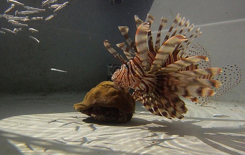 Why Bermuda’s lionfish invasion has unique problems