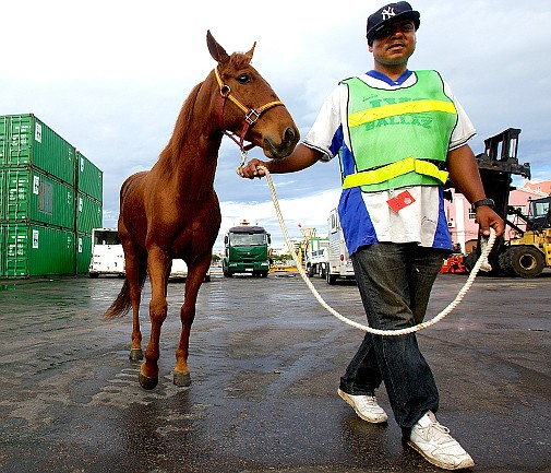 Pony trio gallop into town