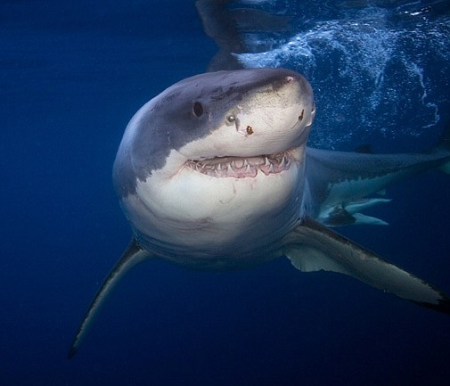 Is great white shark returning to Bermuda?