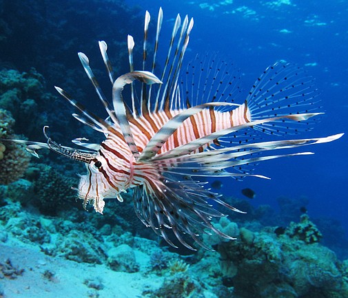 Dearth of lionfish for chefs to cook up