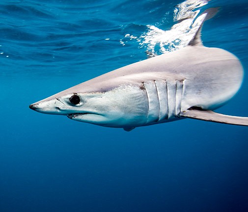 Shark bears down on Bermuda