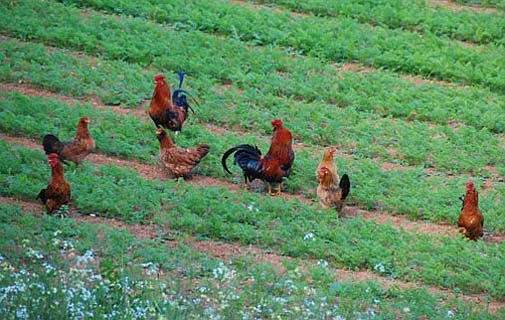 I have a bone to pick with feral chickens bill