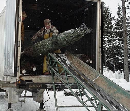 Christmas trees add to holiday cheer