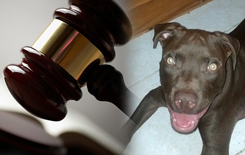 Man denies receiving stolen pit bull