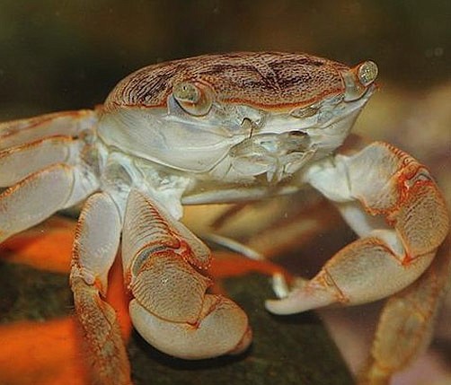 Rare Bermuda crabs wash up on English beach