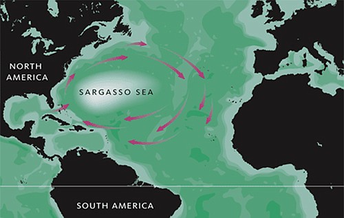 Sargasso conservation declaration to be signed in Bermuda