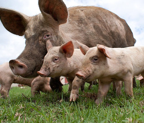 Man denies having too many pigs