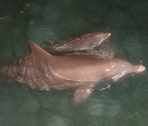 Dolphin Quest welcomes new baby