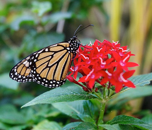 New butterfly house at Brighton Nurseries is a hit