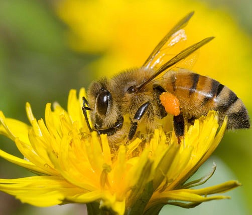 Bees are dying. Here’s why you should care