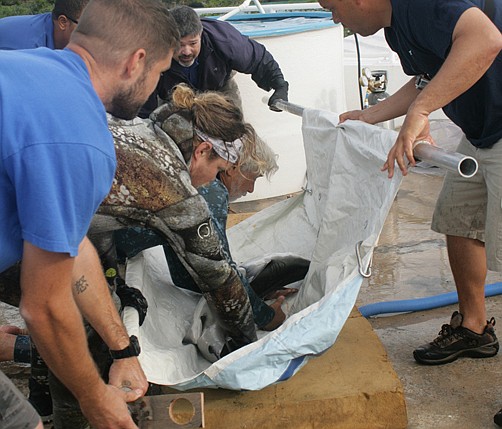 Aquarium releases Galapagos Shark