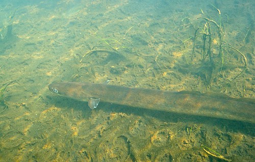 Science journal highlights Sargasso eels