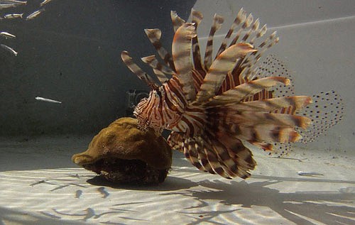 Lionfish Control Plan completed