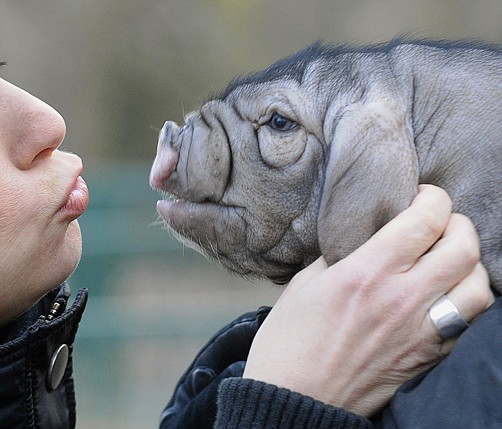 Would you dare to kiss a pig?