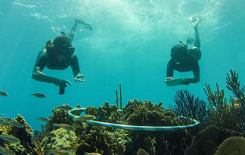 Citizen scientists invited to participate in Reef Watch