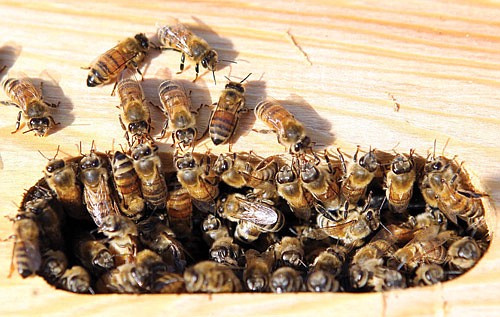 Bees cleared from Montpelier Road(Update 1)