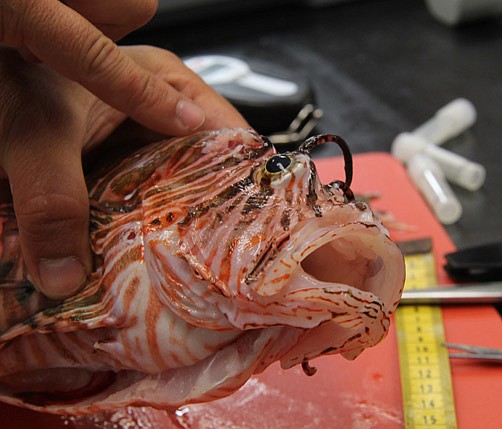 Want to help combat the lionfish?