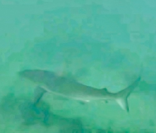VIDEO: Bermuda shark encounter 'made me feel special'