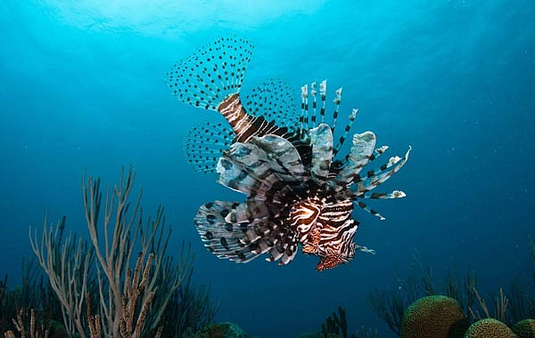 Lionfish research underway ahead of tournament