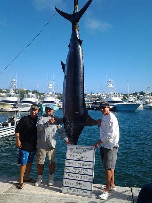 Hooked on Blue Marlin after this 598lb beauty!