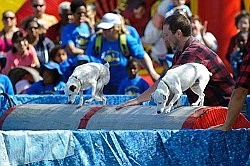 Dogs on logs and lumberjacks star in the Annual Exhibition