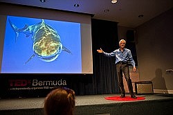 Discovering the secrets of our tiger sharks