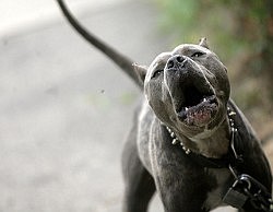Tighter regulation needed to thwart unsuitable dog owners