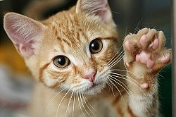 No change to import rules for dogs and cats from UK (Update)