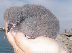 Cahow population reaches 'critical milestone' with 100 nesting pairs