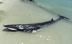 Whale dies despite rescue bid