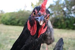 Bermuda has 30,000 feral chickens